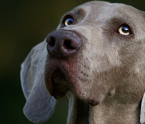 Сиви очи на видам, гледащи нагоре, типичен за порода немски късокосместо, куче на открито.