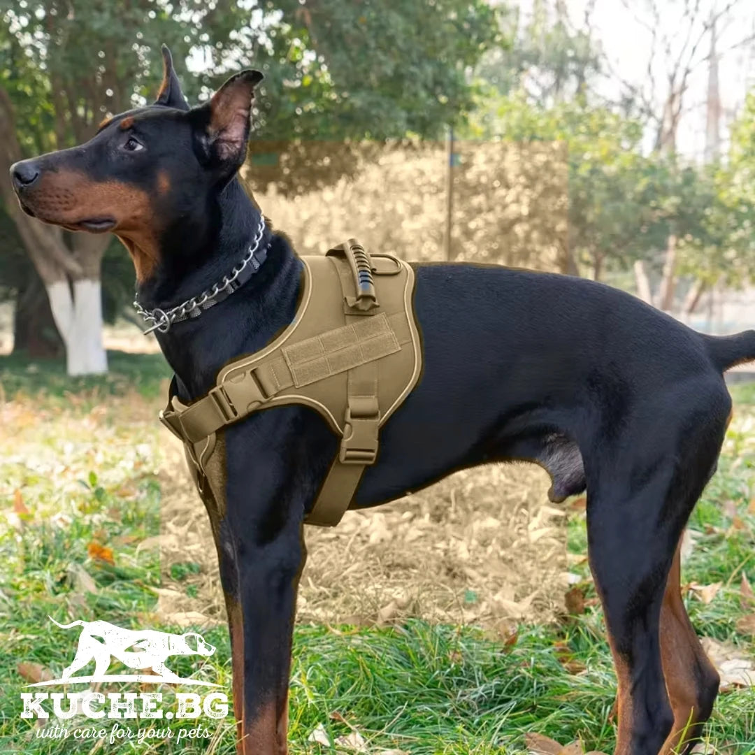 Тактически нагръдник за куче в цвят каки, поставен върху куче по време на разходка