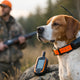 GPS нашийник за ловно куче - как да изберете