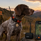 Проследяване на куче - микрочип или GPS