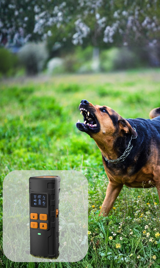 Куче с медальон за идентификация и табелка "Изгубен", символизиращо безопасността на домашния любимец.